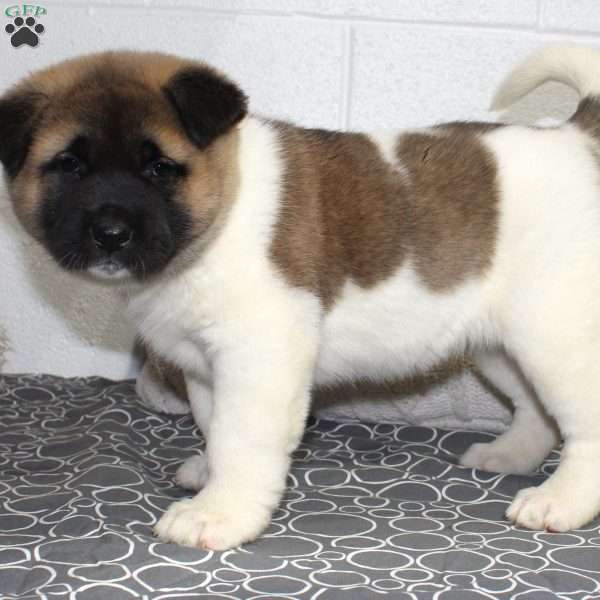 Louie, Akita Puppy